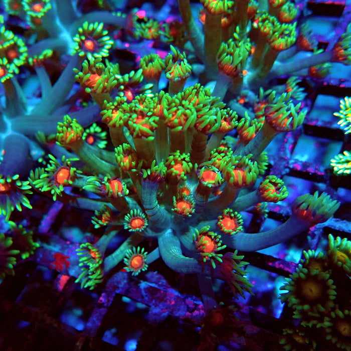 Goniopora Green Red Middle XL Polyps