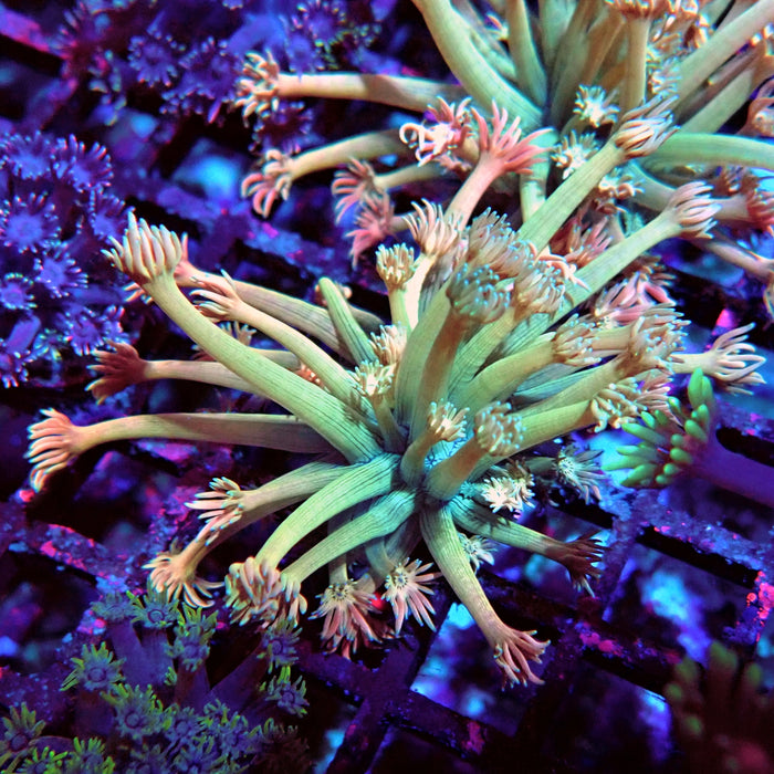 Goniopora Green Orange