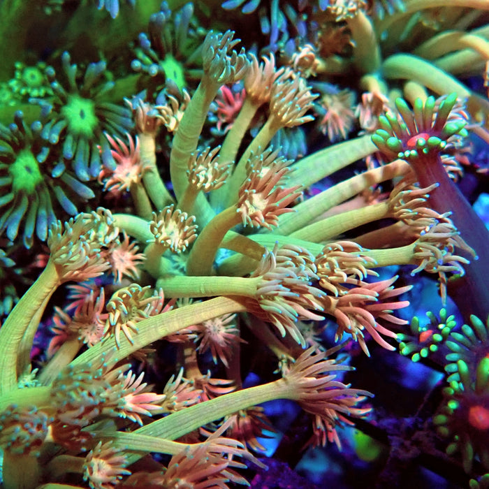 Goniopora Green Orange