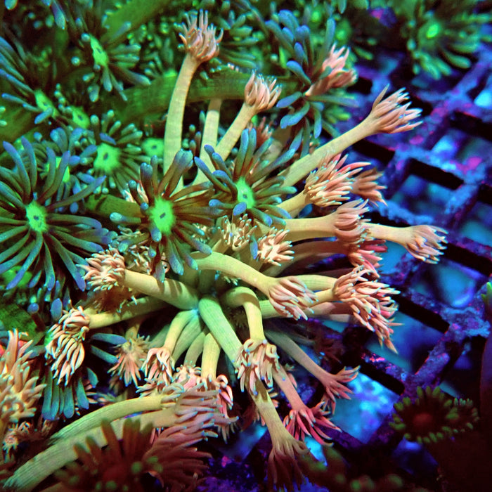 Goniopora Green Orange