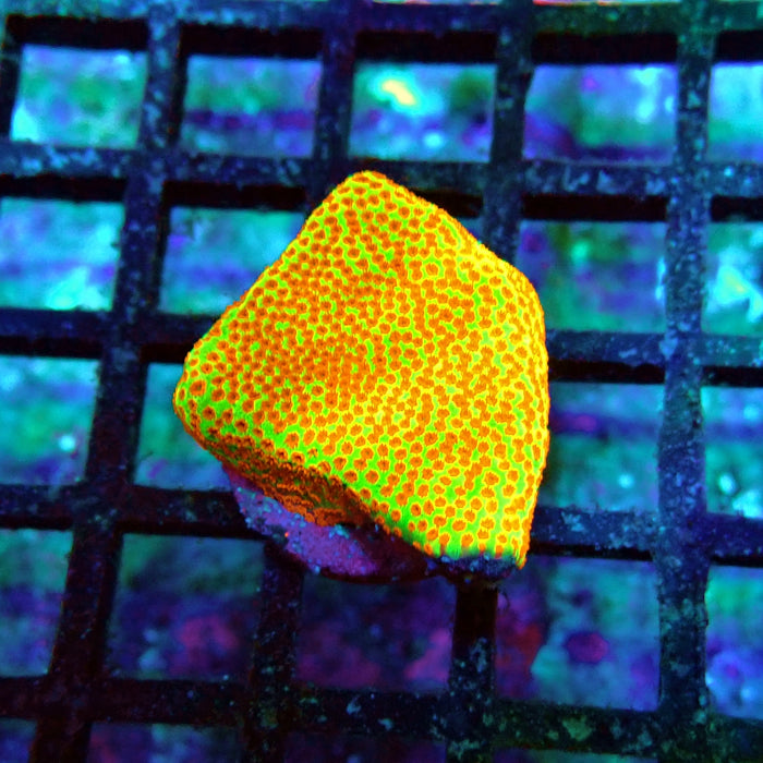 Red Lime Monti Frag