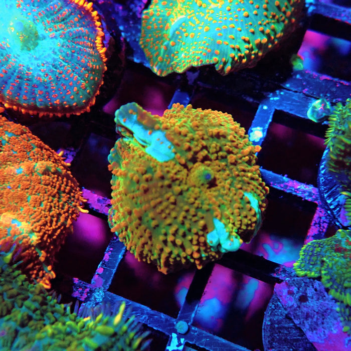 Premium Gold Mushroom
