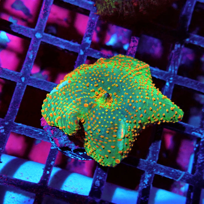 Discosoma Green Red Dot Bubbles