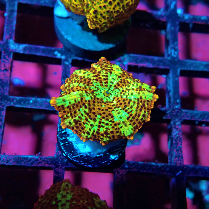 Premium Leopard Mushroom