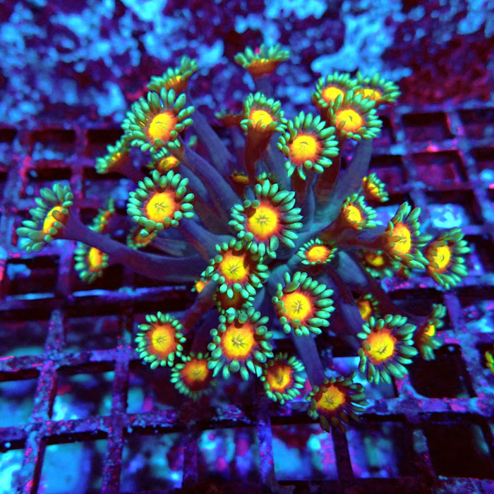 Goniopora Yellow Center Orange Ring XL Polyps
