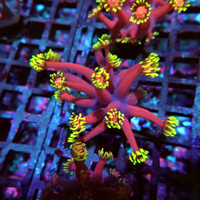 REx Iron Man Goniopora XL Polyps