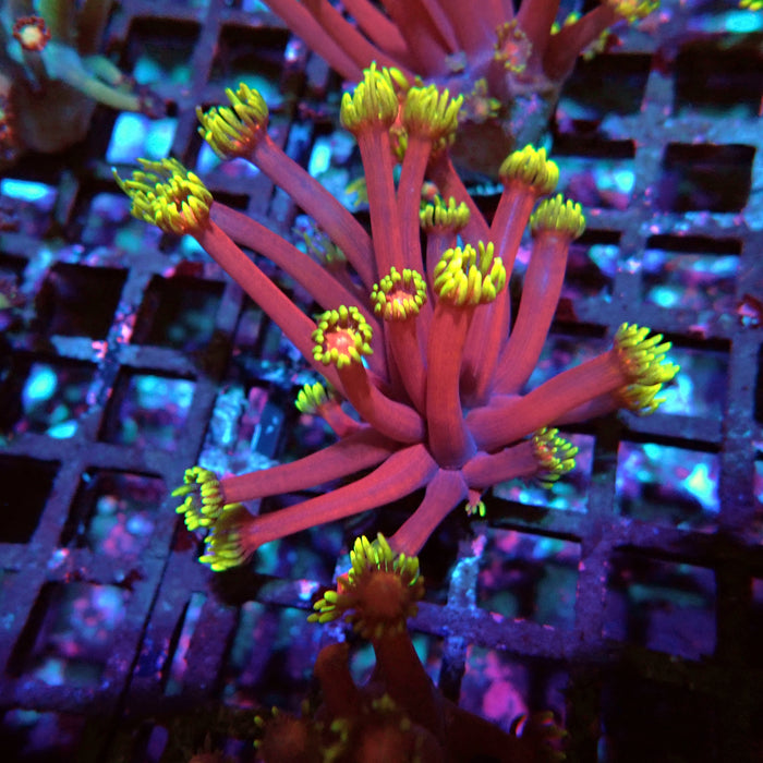 REx Iron Man Goniopora XL Polyps