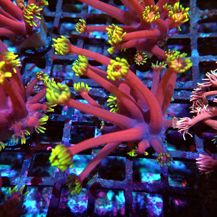 REx Iron Man Goniopora XL Polyps