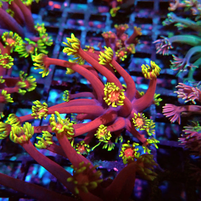 REx Iron Man Goniopora XL Polyps