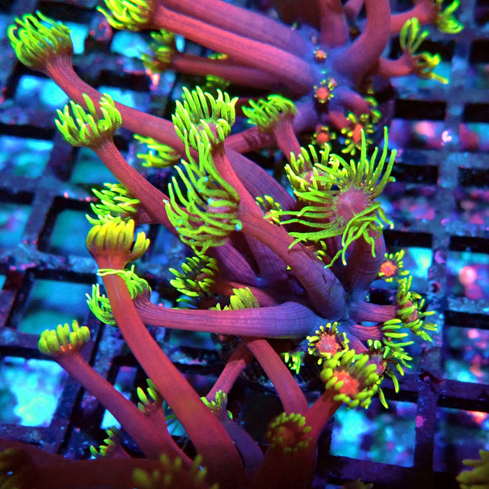 REx Iron Man Goniopora XL Polyps