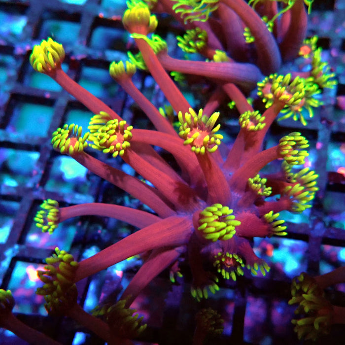 REx Iron Man Goniopora XL Polyps