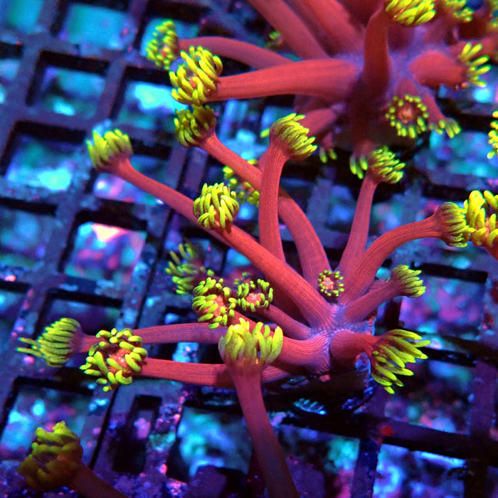 REx Iron Man Goniopora XL Polyps