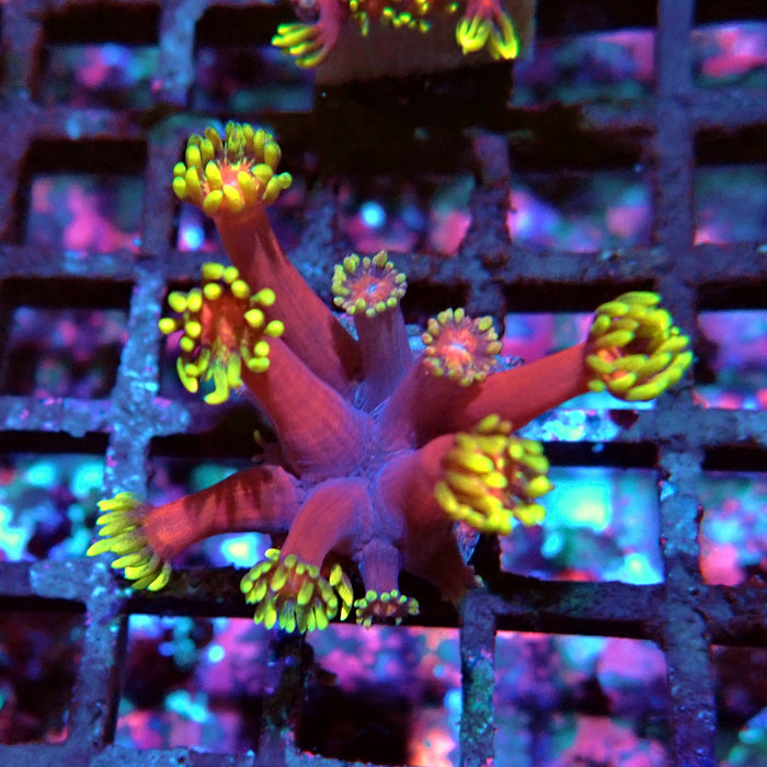 REx Iron Man Goniopora XL Polyps