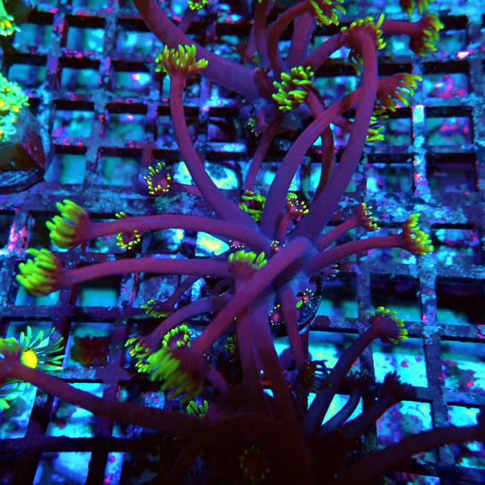 REx Iron Man Purple Goniopora XL Polyps