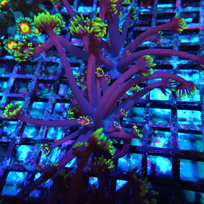 REx Iron Man Purple Goniopora XL Polyps