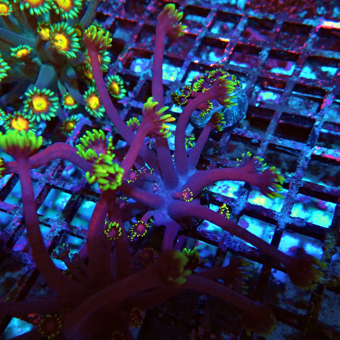 REx Iron Man Purple Goniopora XL Polyps