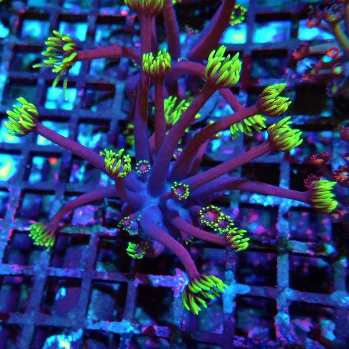 REx Iron Man Purple Goniopora XL Polyps