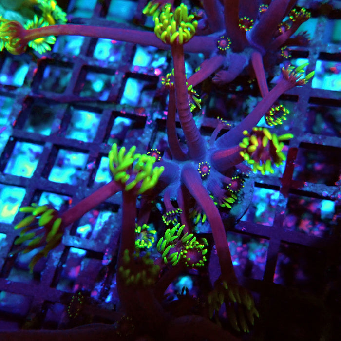 REx Iron Man Purple Goniopora XL Polyps