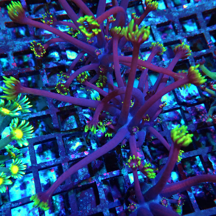 REx Iron Man Purple Goniopora XL Polyps