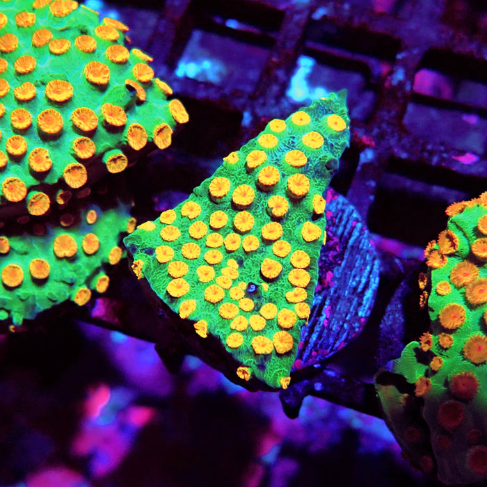 Cyphastrea Frag