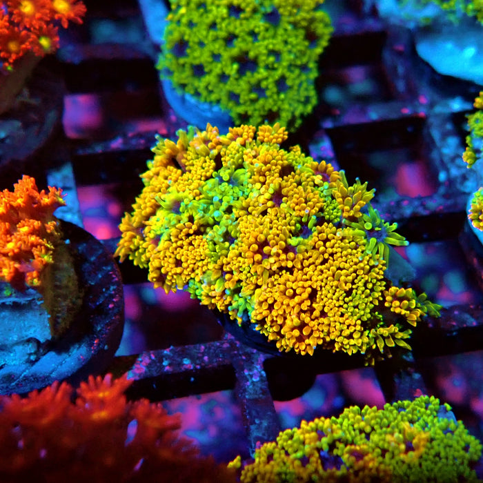 Goniopora Multicolor Ultra