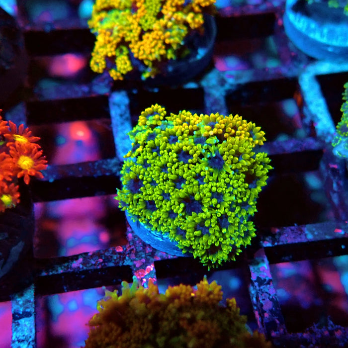 Goniopora Multicolor Ultra