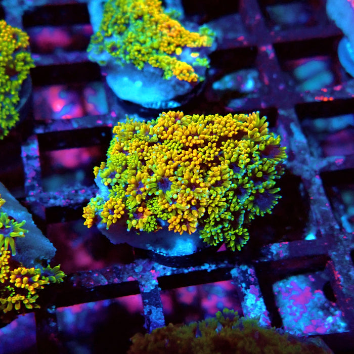 Goniopora Multicolor Ultra