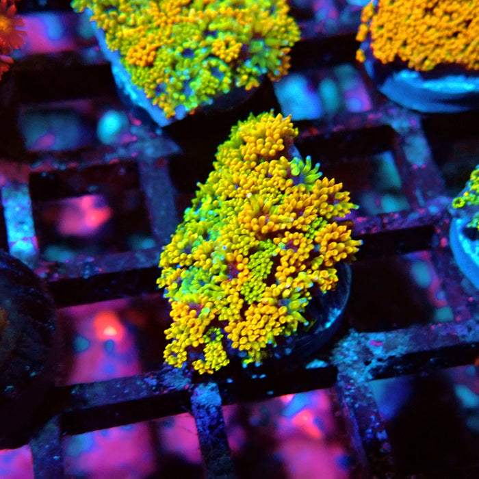 Goniopora Multicolor Ultra