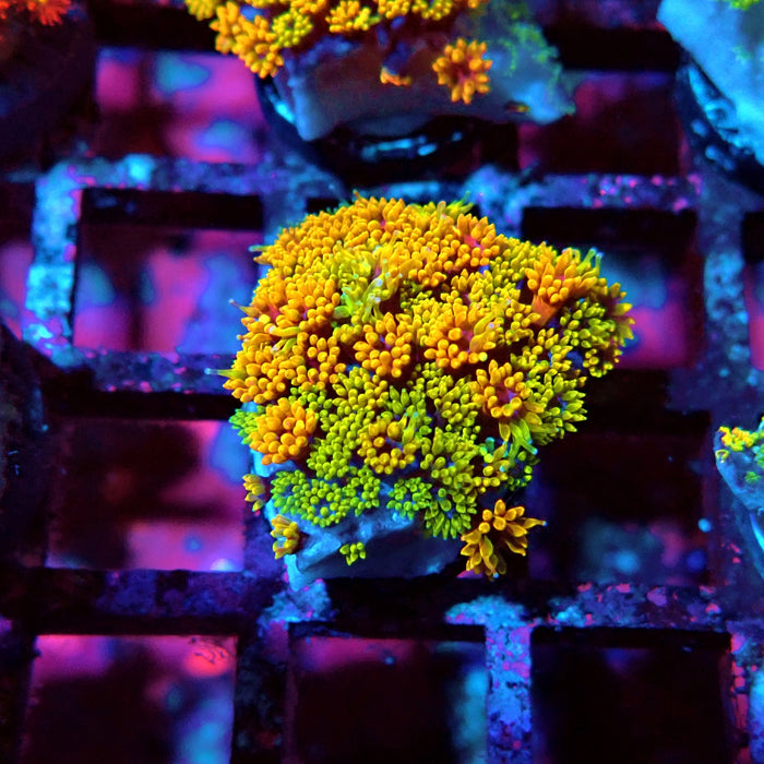 Goniopora Multicolor Ultra