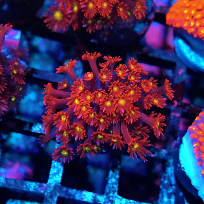 Goniopora Super Red Yellow Center