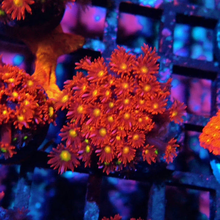 Goniopora Super Red Yellow Center