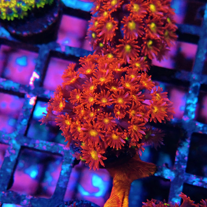Goniopora Super Red Yellow Center