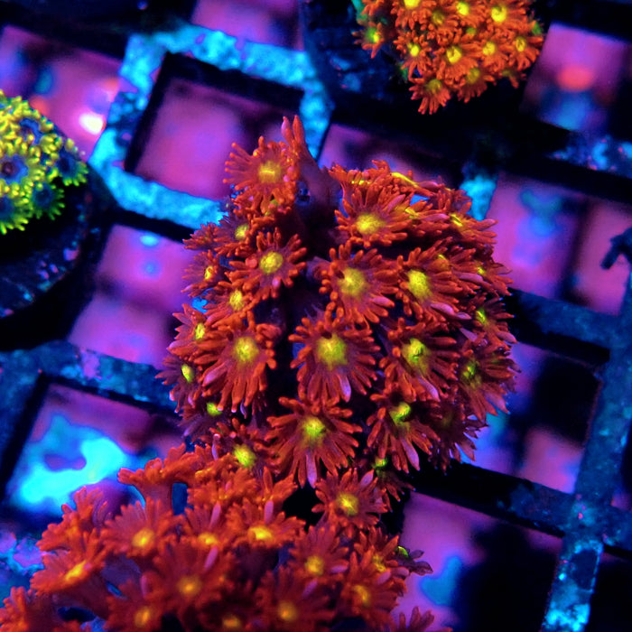 Goniopora Super Red Yellow Center