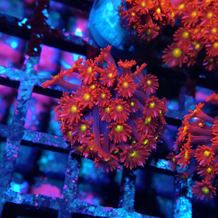 Goniopora Super Red Yellow Center