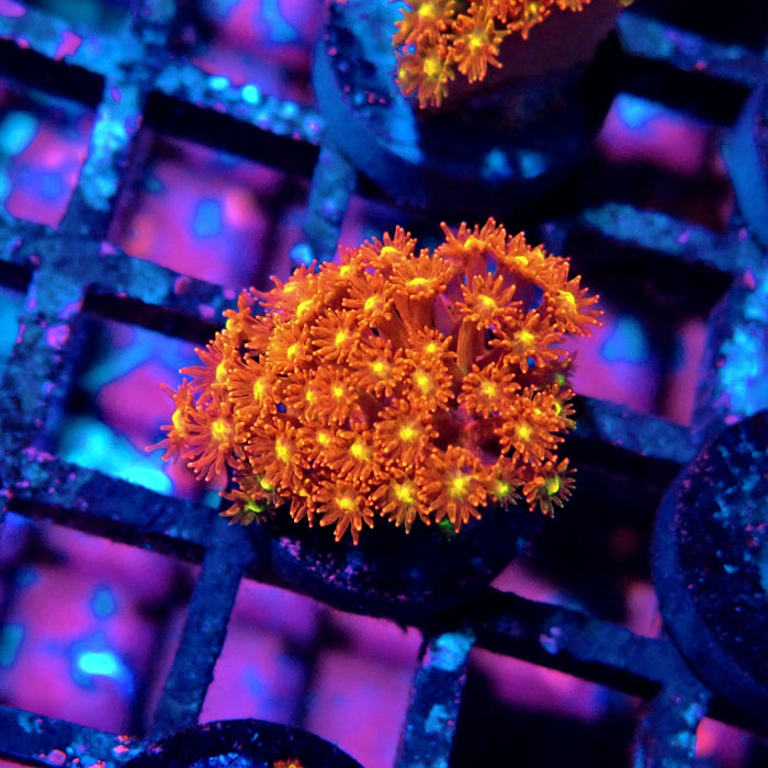 Goniopora Super Red Yellow Center