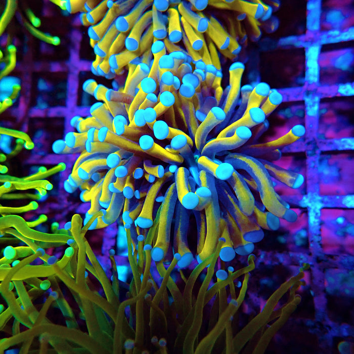 Banana Gold Torch