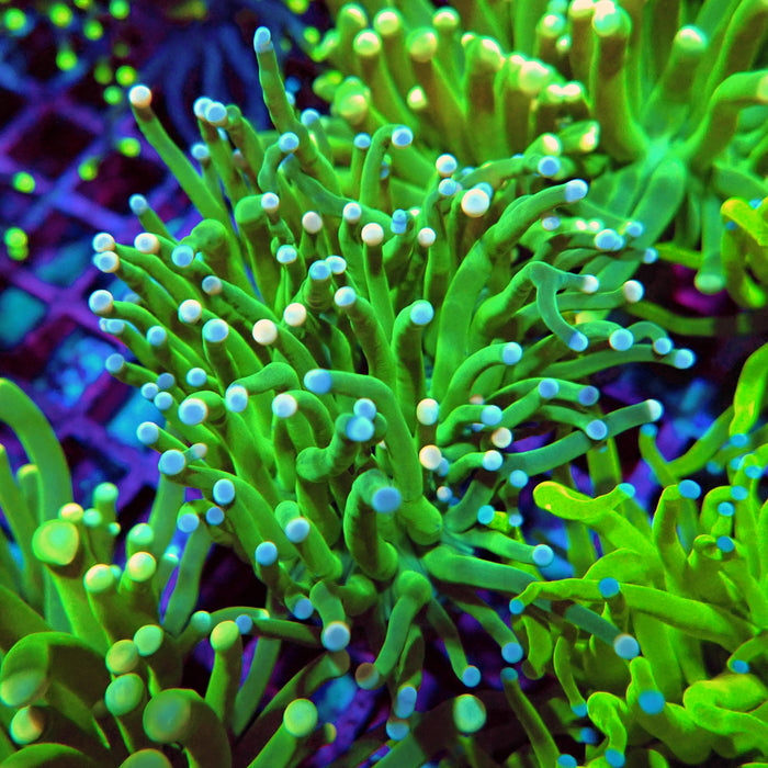 Green Torch with Pink and Blue Tips