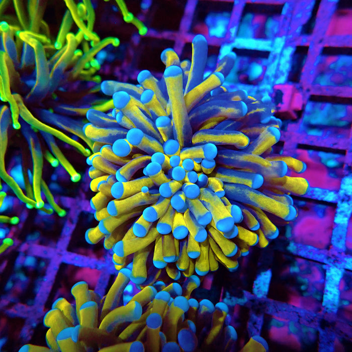 Banana Gold Torch
