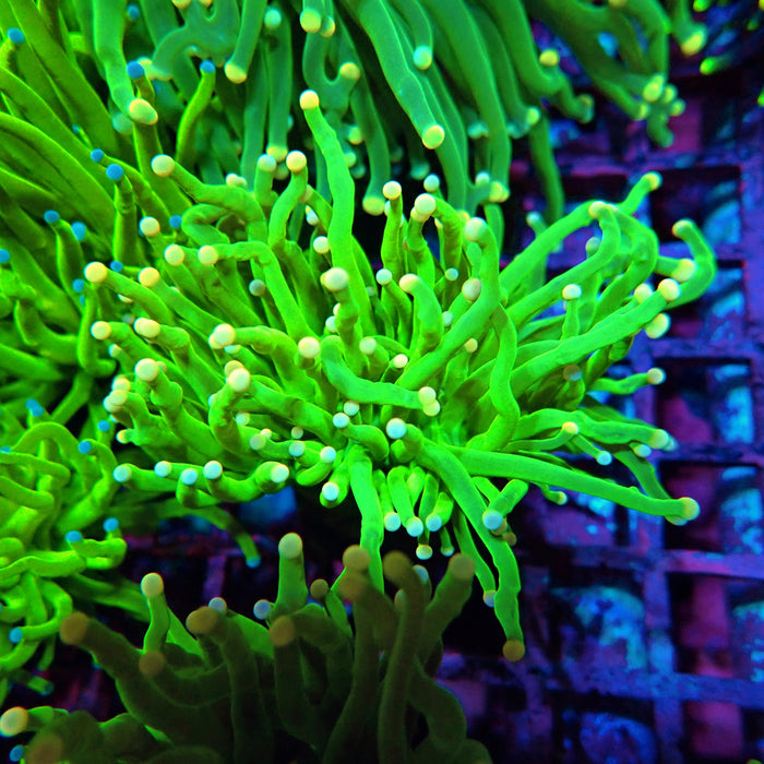 Green Torch with Yellow Tips