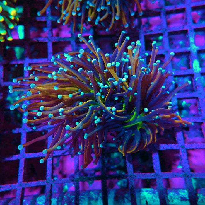 Gold Green Center Pink and Blue Tips Torch