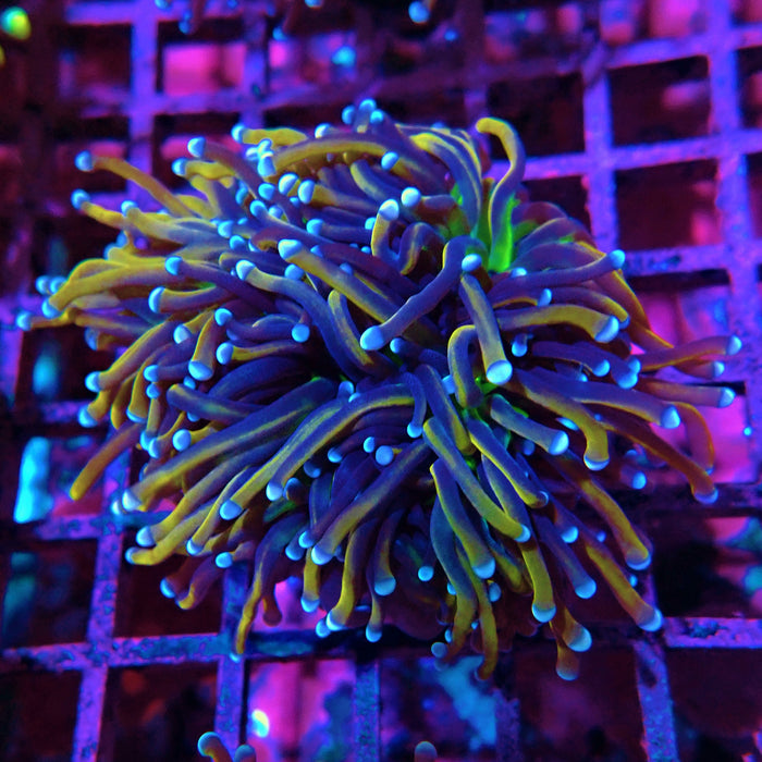 Gold Green Center Pink and Blue Tips Torch