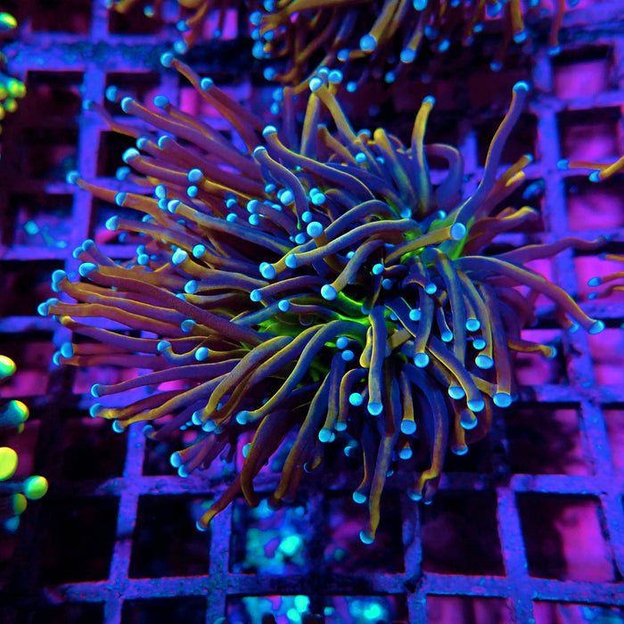 Gold Green Center Blue Tips Torch (Triple Head)