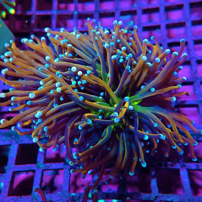 Gold Green Center Pink and Blue Tips Torch