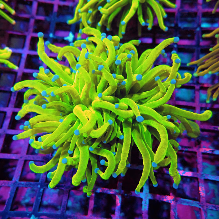 Euphyllia Holy Grail Torch (Double Head)