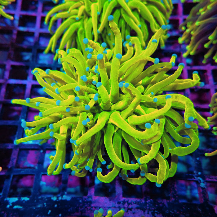 Euphyllia Holy Grail Torch (Double Head)