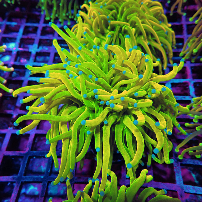 Euphyllia Holy Grail Torch (Double Head)