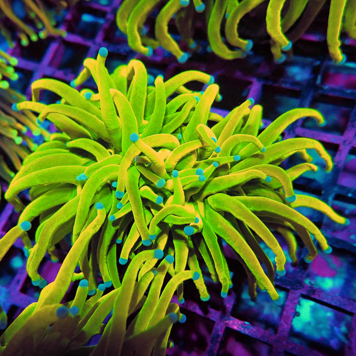Euphyllia Holy Grail Torch (Double Head)