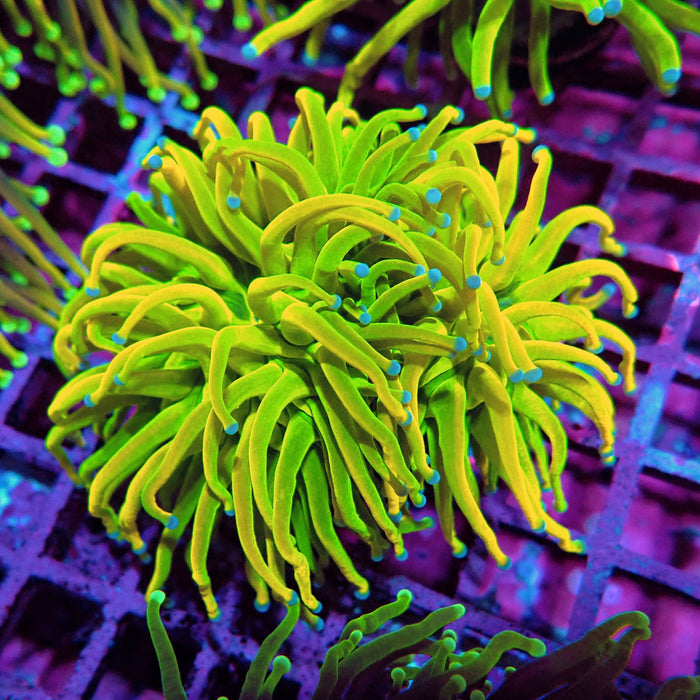 Euphyllia Holy Grail Torch (Double Head)