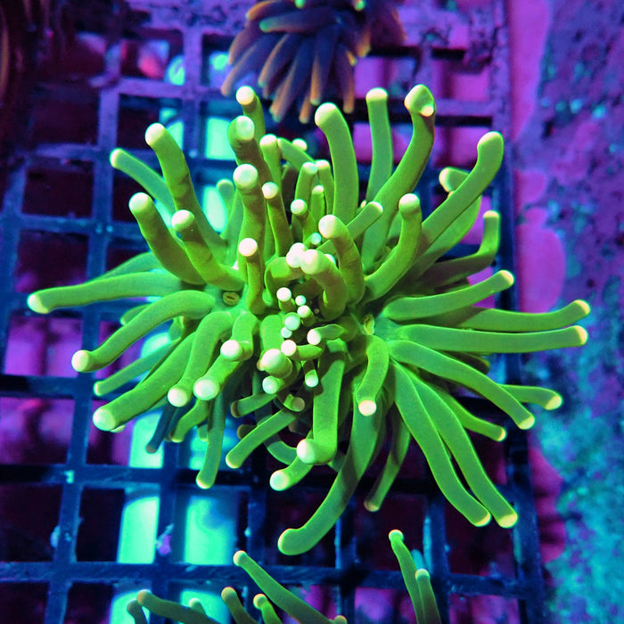 Green Yellow Tip Torch (Double Head)