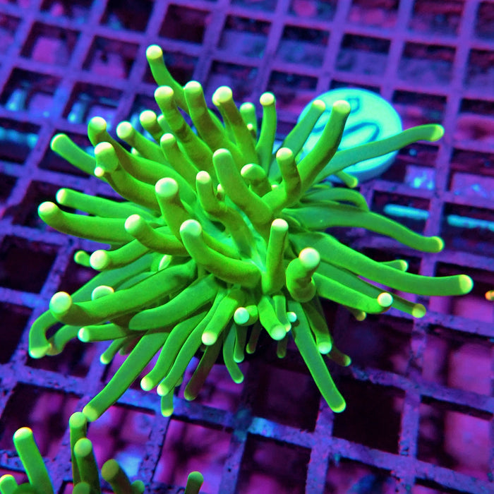 Green Yellow Tip Torch